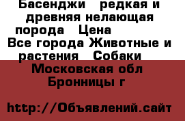 Басенджи - редкая и древняя нелающая порода › Цена ­ 50 000 - Все города Животные и растения » Собаки   . Московская обл.,Бронницы г.